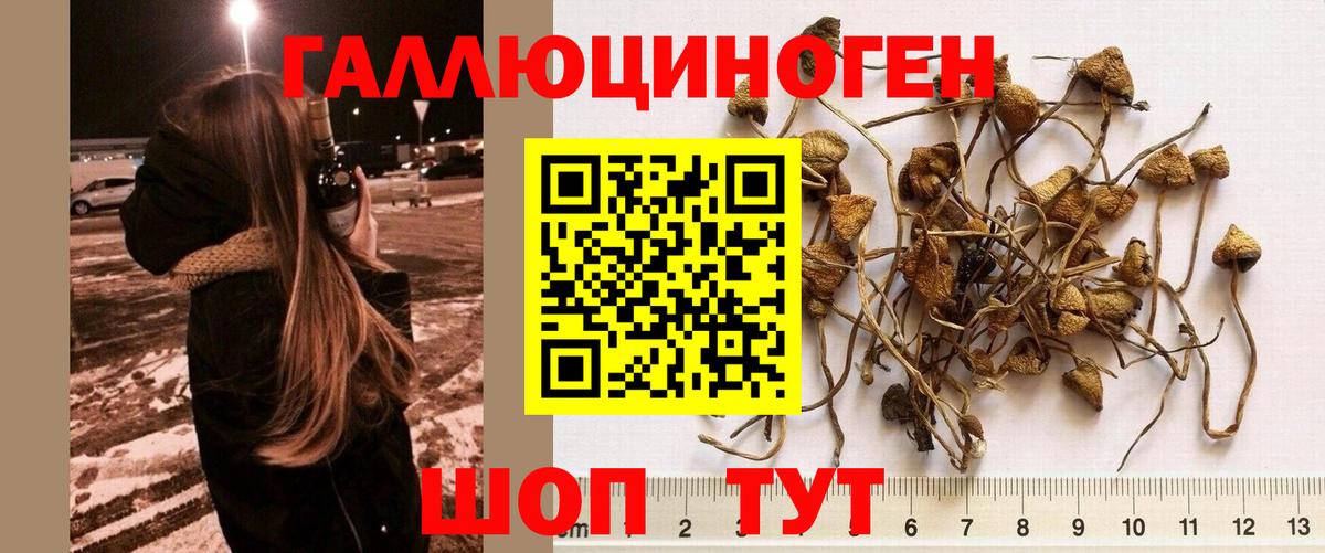 Галлюциногенные грибы Psilocybe  дарнет шоп  Псилоцибиновые грибы Cubensis  Чистополь  Вход с VPN 